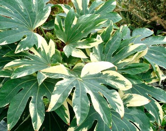 Fatsia japonica 'Variegata' | Variegated Japanese Aralia, Unique Shade-Loving Plant