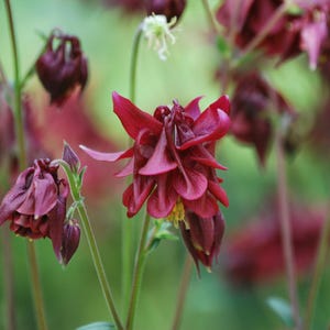 May include: Close-up of deep burgundy columbine flowers in various stages of bloom. The petals are layered and textured, with a few yellow stamens visible. Green stems and a soft green background complete the floral arrangement.