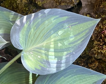 Hosta 'Touch of Class' | Medium Small Variegated Plantain Lily - Fall 2026 Pre-Order