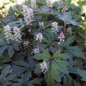 May include: A close-up of a plant with large, dark green leaves and delicate white and pink flower spikes. The leaves have a textured appearance, and the flowers are clustered at the ends of slender stems. The plant is in a natural setting.