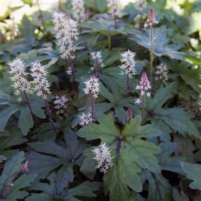 May include: A close-up of a plant with large, dark green leaves and delicate white and pink flower spikes. The leaves have a textured appearance, and the flowers are clustered at the ends of slender stems. The plant is in a natural setting.