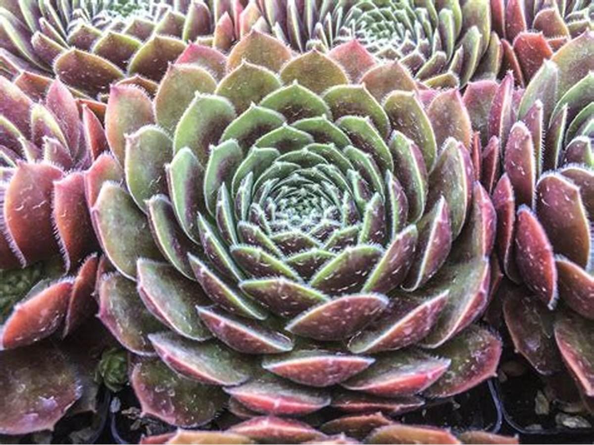 Sempervivum 'dea' | Color Changing Hens and Chicks Succulent - Etsy