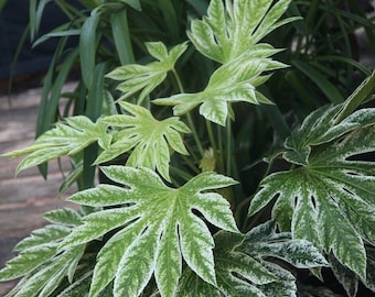 Fatsia japonica 'Spider’s Web' | Variegated Japanese Aralia, Unique Shade-Loving Plant