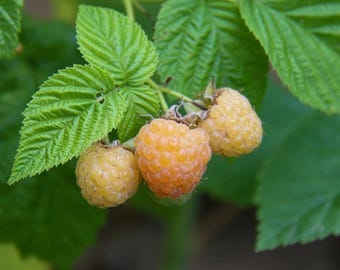 May include: Three ripe yellow raspberries growing on a green raspberry bush. The raspberries are a pale yellow color and have a slightly orange hue.