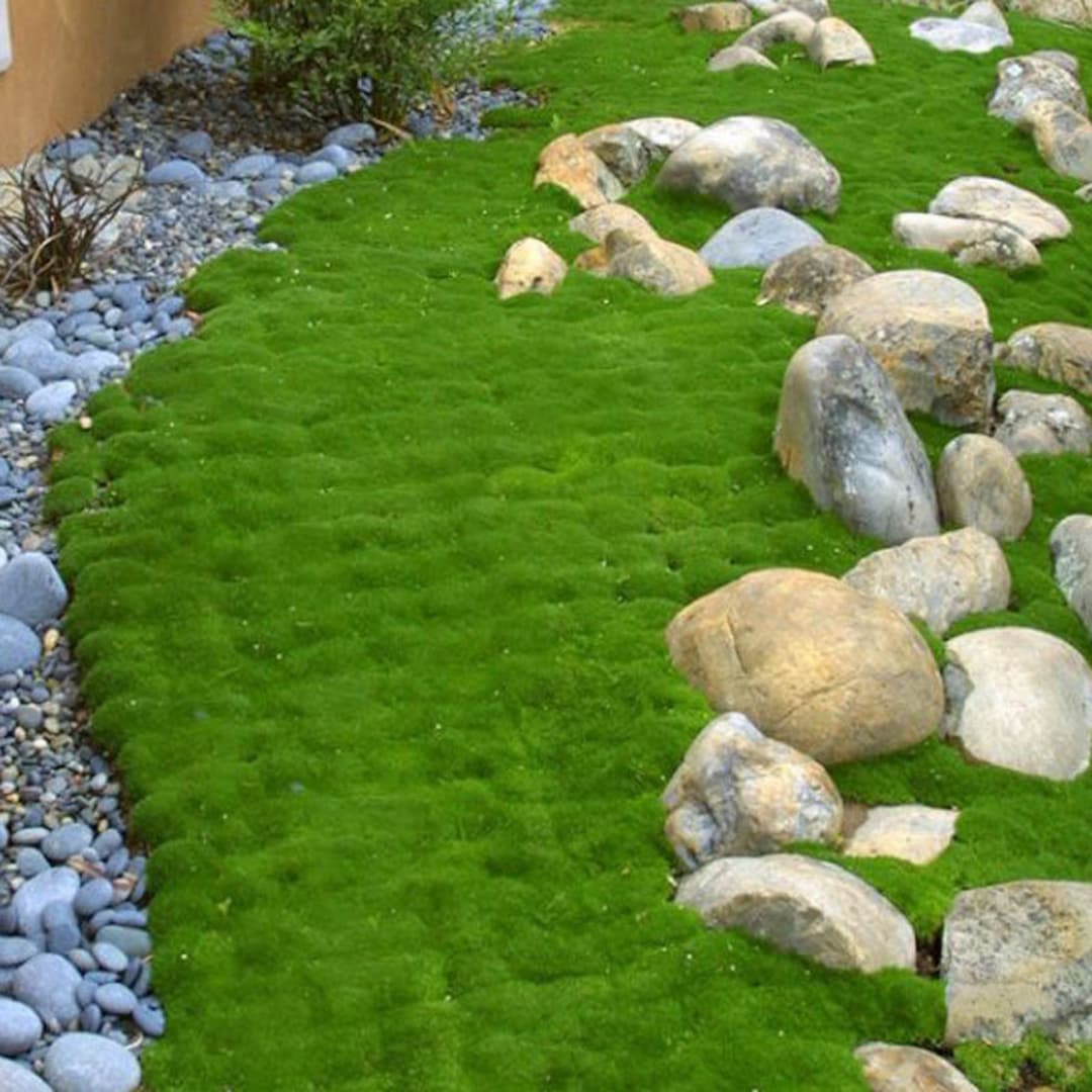 Sagina Subulata Irish Moss Soft Carpet like Evergreen Groundcover sagina-subulata-irish-moss-soft-carpet-like-evergreen-groundcover