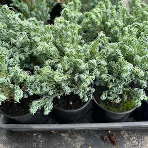 Chamaecyparis 'Curly Tops' | Blue Cypress | Dwarf Evergreen Shrub | Compact Conifer | Bonsai Tree Starter  | USDA Zones 5-8