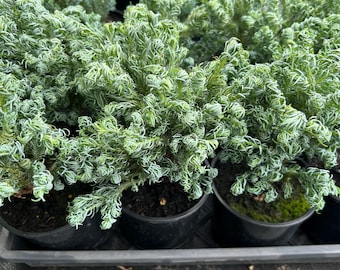 Pre-bonsai, Fernspray Gold Hinoki Cypress, Live Plant - 4