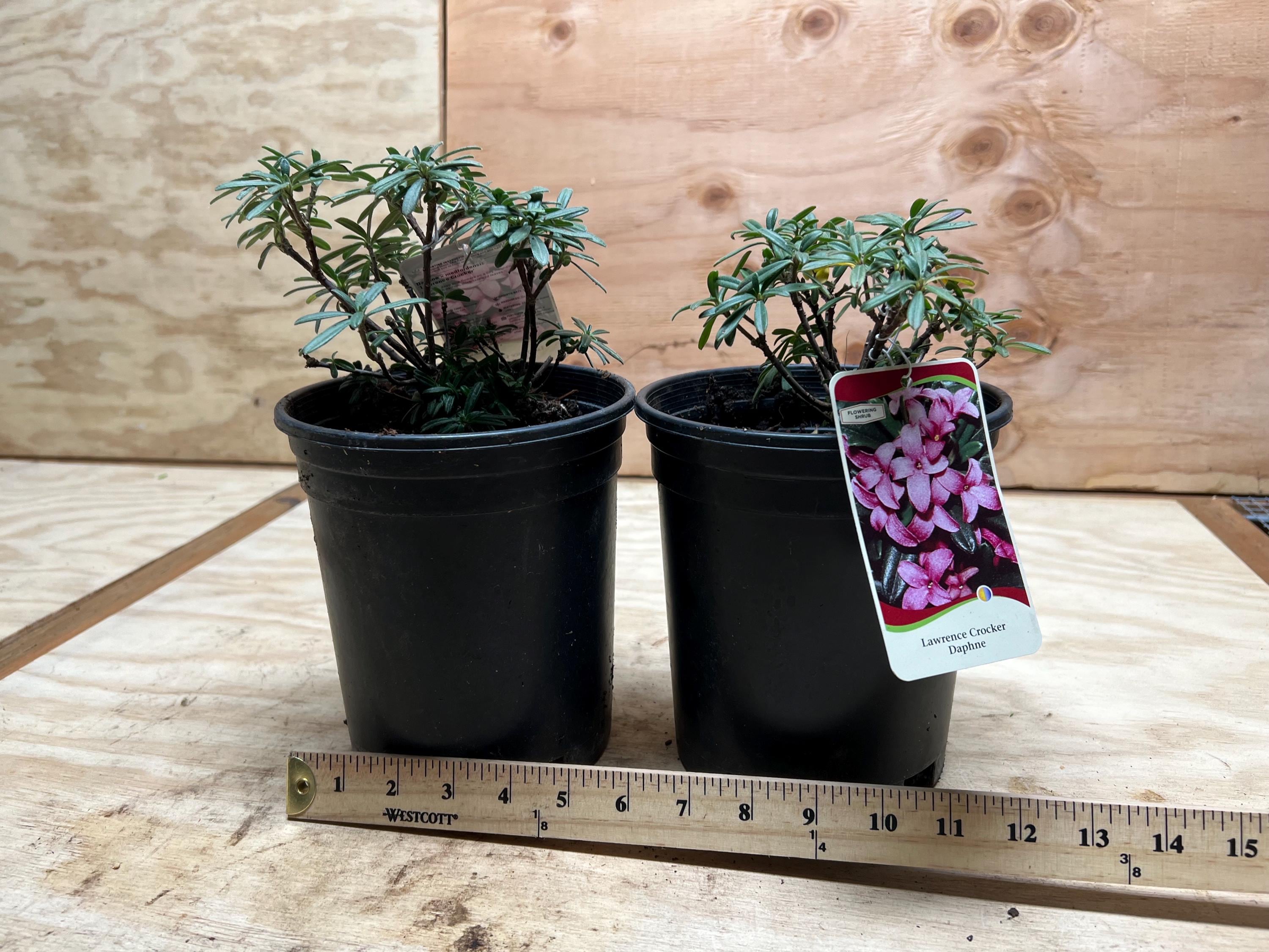 Daphne X Susannae 'lawrence Crocker' | Dwarf Daphne, Fragrant