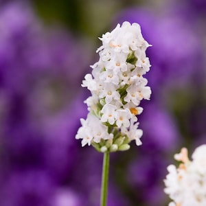 Lavandula angustifolia 'Ellagance Snow' | English Lavender