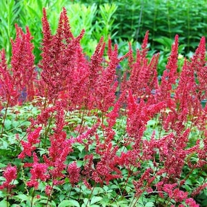 Astilbe &#39;Fanal&#39; | Red False Goat’s Beard | Shade Flowering Perennial | Potted Live Plant | USDA Zones 4-9