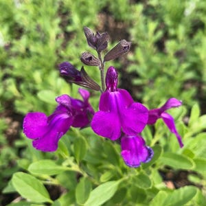 Salvia greggii &#39;MIRAGE Deep Purple&#39; | Purple Autumn Sage | Drought-Tolerant | Hummingbird Magnet | USDA Zones 7–9 | Multiple Size Options