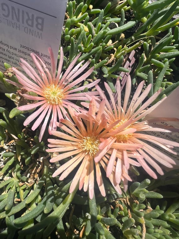 Delosperma 'alan's Apricot' | Peach Ice Plant, Evergreen Succulent  Groundcover - Etsy
