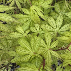May include: Close-up of vibrant green Japanese maple leaves. The leaves have a delicate, lacy appearance with intricate veining patterns. The color is a bright, fresh green with hints of yellow, creating a visually appealing texture. The image showcases the natural beauty of the plant.