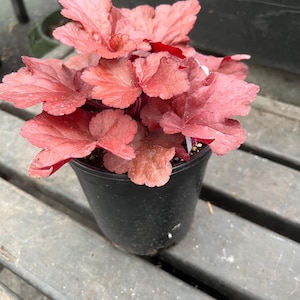 Heuchera &#39;Forever Red&#39; | Red Coral Bells | Evergreen Perennial | Sun or Shade Plant | USDA Zones 4–9