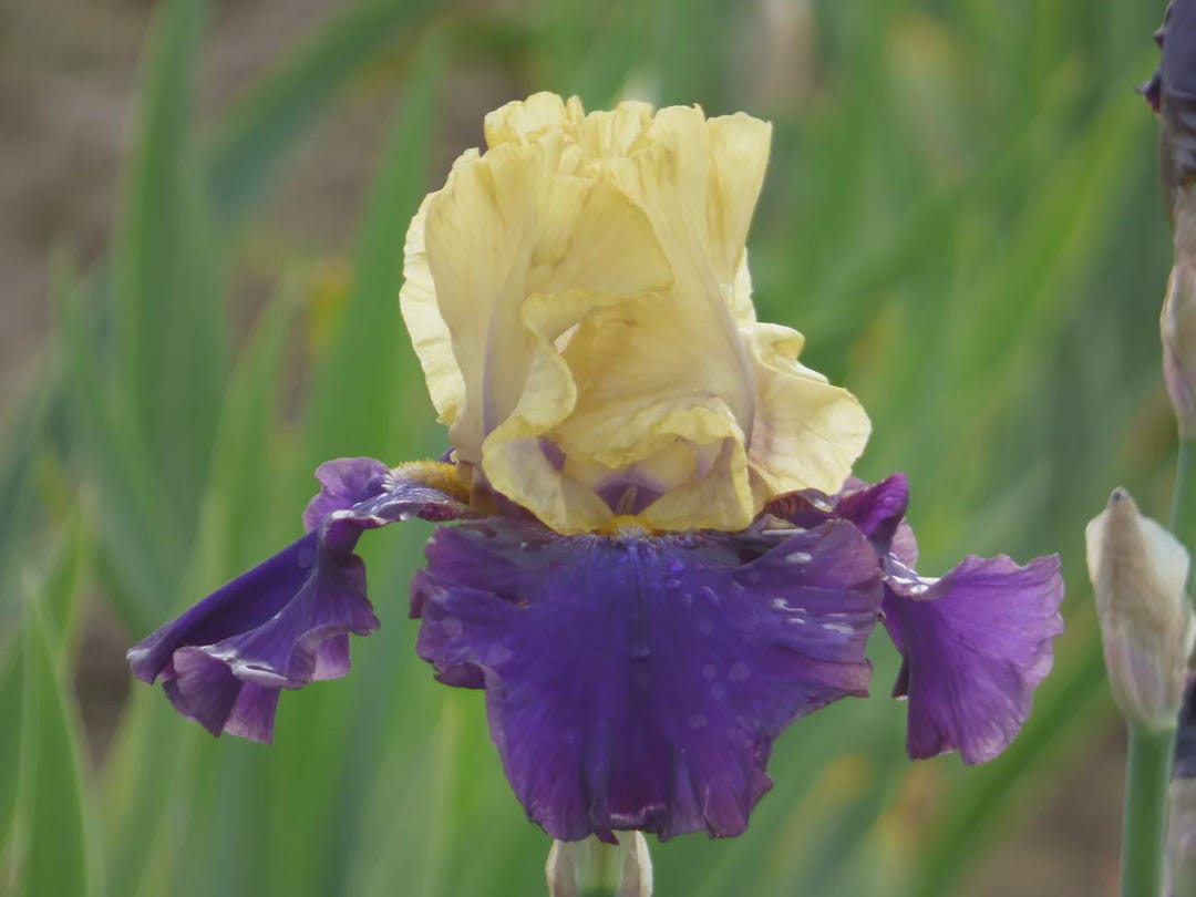 Iris 'jurassic Park' Bearded Iris 1 Bareroot Rhizome Etsy