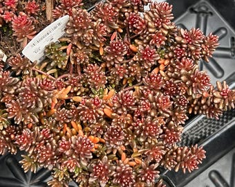 Sedum album 'Murale' | Carpet Stonecrop Succulent, Evergreen