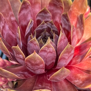 May include: A succulent plant featuring a dense rosette of pointed, fleshy leaves. The foliage displays a deep burgundy and reddish-purple coloration with subtle hints of green along the edges and tips of the leaves, which have a smooth texture.