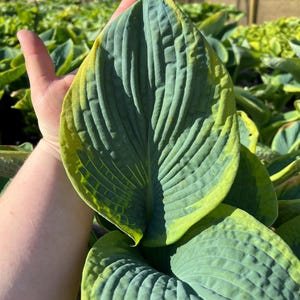 Hosta &#39;Frances Williams&#39; | Large Variegated Green and Gold Hosta | Flowering Shade Perennial | Slug Resistant