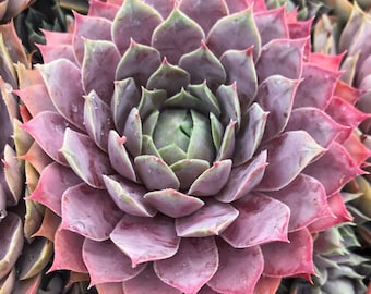 Sempervivum &#39;Lilac Time&#39; | Pinky Purple Hens and Chicks | Evergreen Succulent Groundcover | Low Maintenance | USDA Zones 4-9