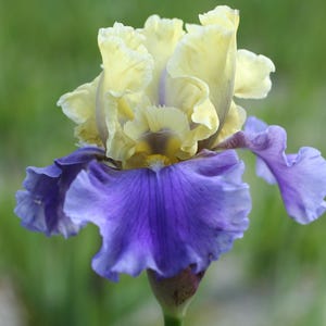 PRE-ORDER Fall Bulbs - Iris &#39;Edith Wolford&#39; | Canary Yellow & Blue-Violet Bearded Iris | 1 bareroot rhizome | USDA Zones 3–9