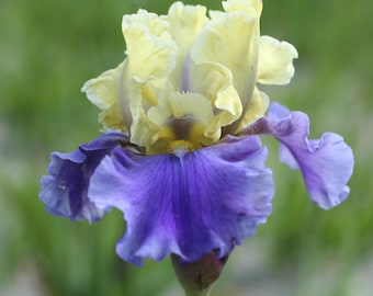 Iris 'Edith Wolford' | Bearded Iris