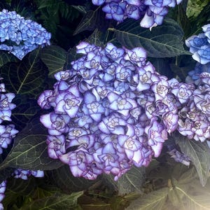 Hydrangea macrophylla &#39;Miss Saori&#39; | Double Mophead Hydrangea | Compact Deciduous Shrub | 1 gallon Live Plant | USDA Zones 5-9