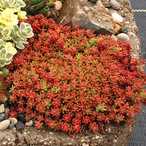 May include: A close-up of a red and green succulent plant growing in a stone planter. The plant has small, round leaves and is a popular choice for gardens and landscaping.