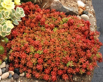 Sedum album &#39;Coral Carpet&#39; | Dark Stonecrop | Evergreen | Drought-Tolerant Succulent Groundcover | USDA Zones 4–9