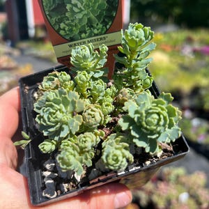 Sedum pachyclados, White Diamond Stonecrop Succulent, Deciduous Sedum Groundcover, live plant