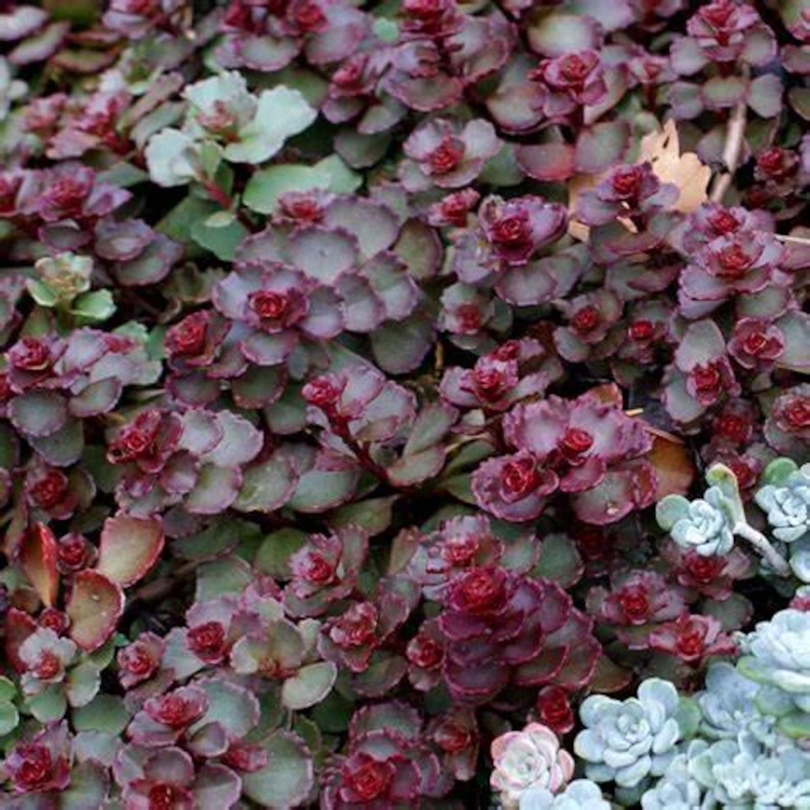 Sedum Spurium dragons Blood Stonecrop Succulent Semi evergreen Etsy sedum-spurium-dragons-blood-stonecrop-succulent-semi-evergreen-etsy