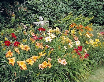 Hemerocallis - 5-10 Different Daylily Varieties | Grower's Choice Selection