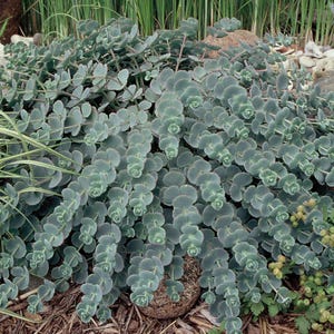 Sedum sieboldii &#39;October Daphne&#39; | Blue Stonecrop | Deciduous | Drought-Tolerant Succulent Groundcover | USDA Zones 3–9
