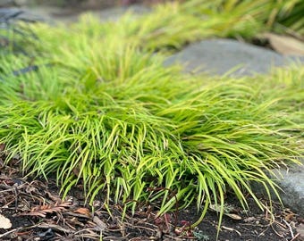 Acorus gramineus 'Minimus Aureus' | Dwarf Golden Sweet Flag, Evergreen Ornamental Grass
