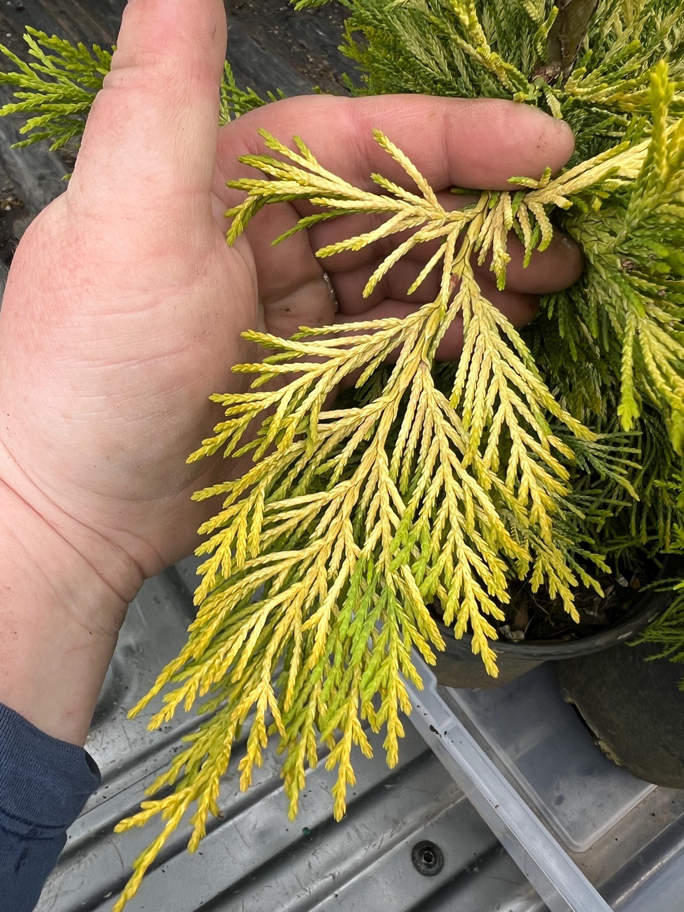 Cupressocyparis Leylandii 'gold Rider' | Golden Leyland Cypress