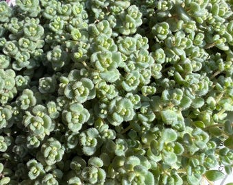 Sedum anglicum 'Love Triangle' | Silver Blue Stonecrop Succulent, Evergreen