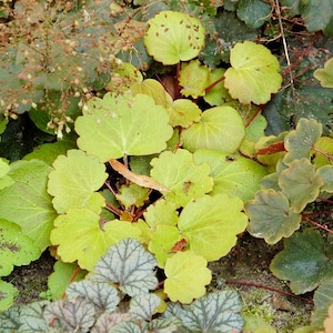 May include: A close-up of a variety of green, brown, and white leaves. The leaves are arranged in a random pattern and some are overlapping.