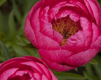 May include: Close-up of two vibrant pink peony flowers in full bloom. The petals are layered and textured, with a deep pink hue. The center of each flower reveals golden stamens. Green leaves provide a contrasting background.