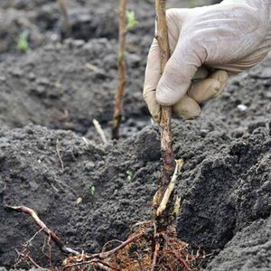 Puede incluir: Primer plano de una planta que se planta en tierra oscura. La planta tiene ra&iacute;ces expuestas y un tallo marr&oacute;n. Una mano enguantada sostiene la planta. Otras plantas son visibles en el fondo.