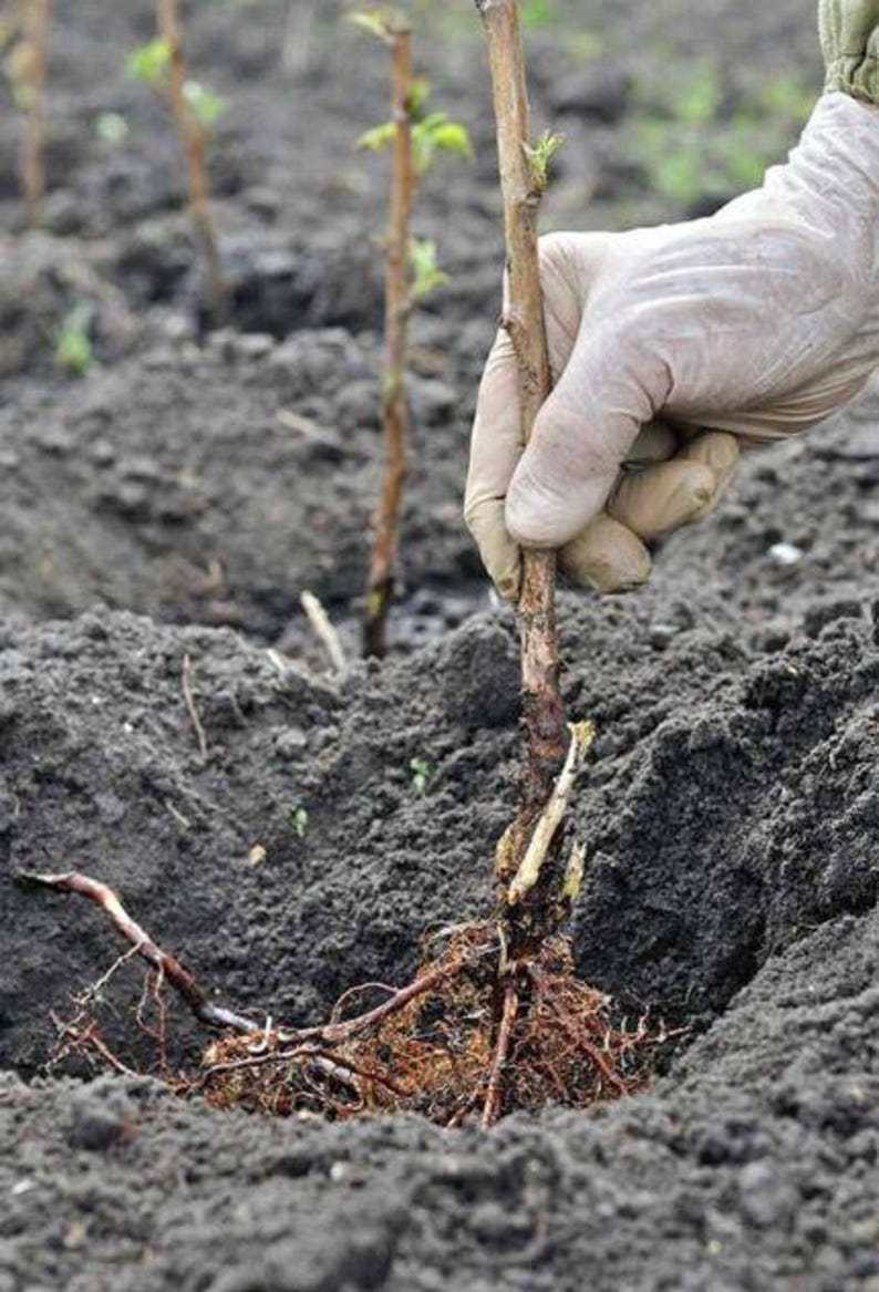 Puede incluir: Primer plano de una planta que se planta en tierra oscura. La planta tiene ra&iacute;ces expuestas y un tallo marr&oacute;n. Una mano enguantada sostiene la planta. Otras plantas son visibles en el fondo.
