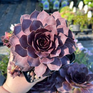 May include: A close-up of a dark purple succulent plant in a small black pot. The plant has many layers of leaves that are arranged in a rosette shape.