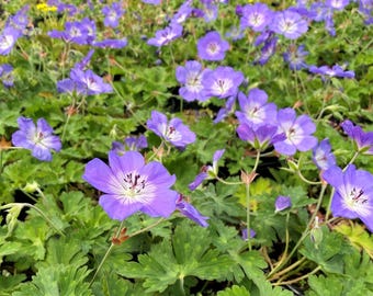 Geranium 'Rozanne' | Cranesbill | Hardy Geranium