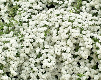 絵画 Reeves spirea 絵画 Reeves spirea 絵画 Reeves spirea Spiraea cantoniensis