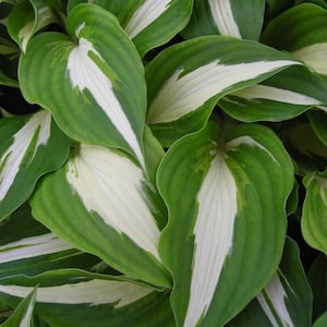Hosta &#39;Night Before Christmas&#39; | White & Green Hosta | Shade-Loving Perennial