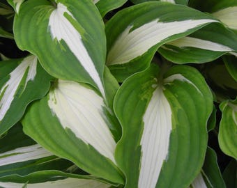 Hosta 'Night Before Christmas' | Medium Large Variegated Plantain Lily - Fall 2026 Pre-Order