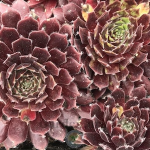 Sempervivum &#39;Pacific Trails&#39; | Fuzzy Maroon Hens and Chicks | Evergreen Succulent Groundcover | Drought Tolerant | USDA Zones 4-9