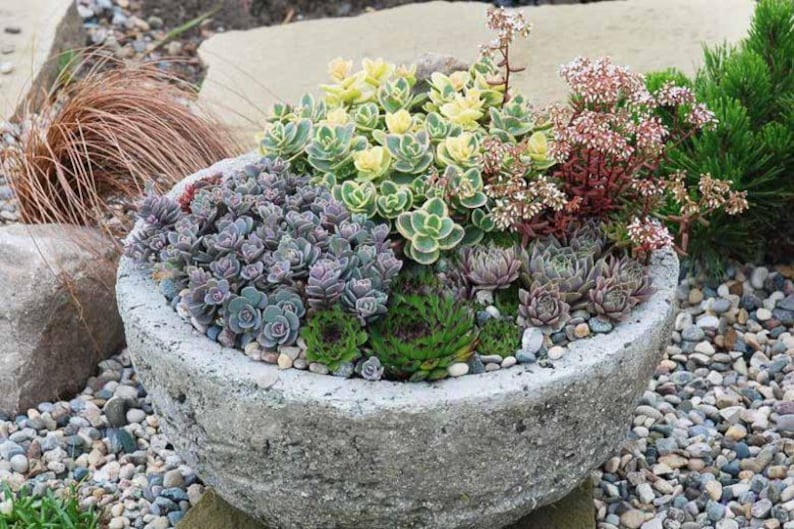 May include: A stone planter filled with a variety of succulents, including green, yellow, and purple varieties. The planter is sitting on a bed of small, gray rocks.