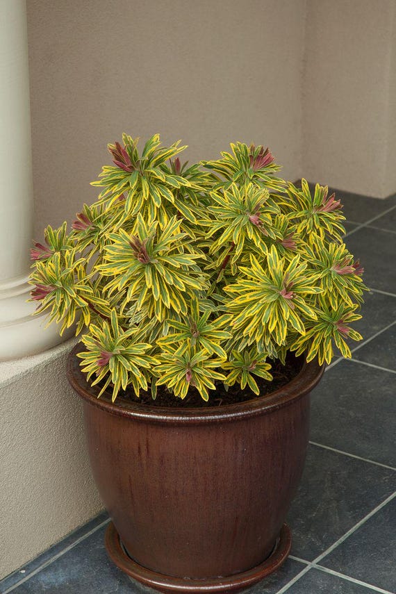Euphorbia x martini 'Ascot Rainbow'