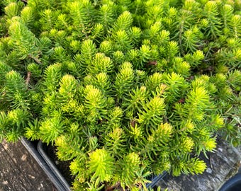 Sedum reflexum 'Angelina' | Golden Stonecrop Succulent, Evergreen