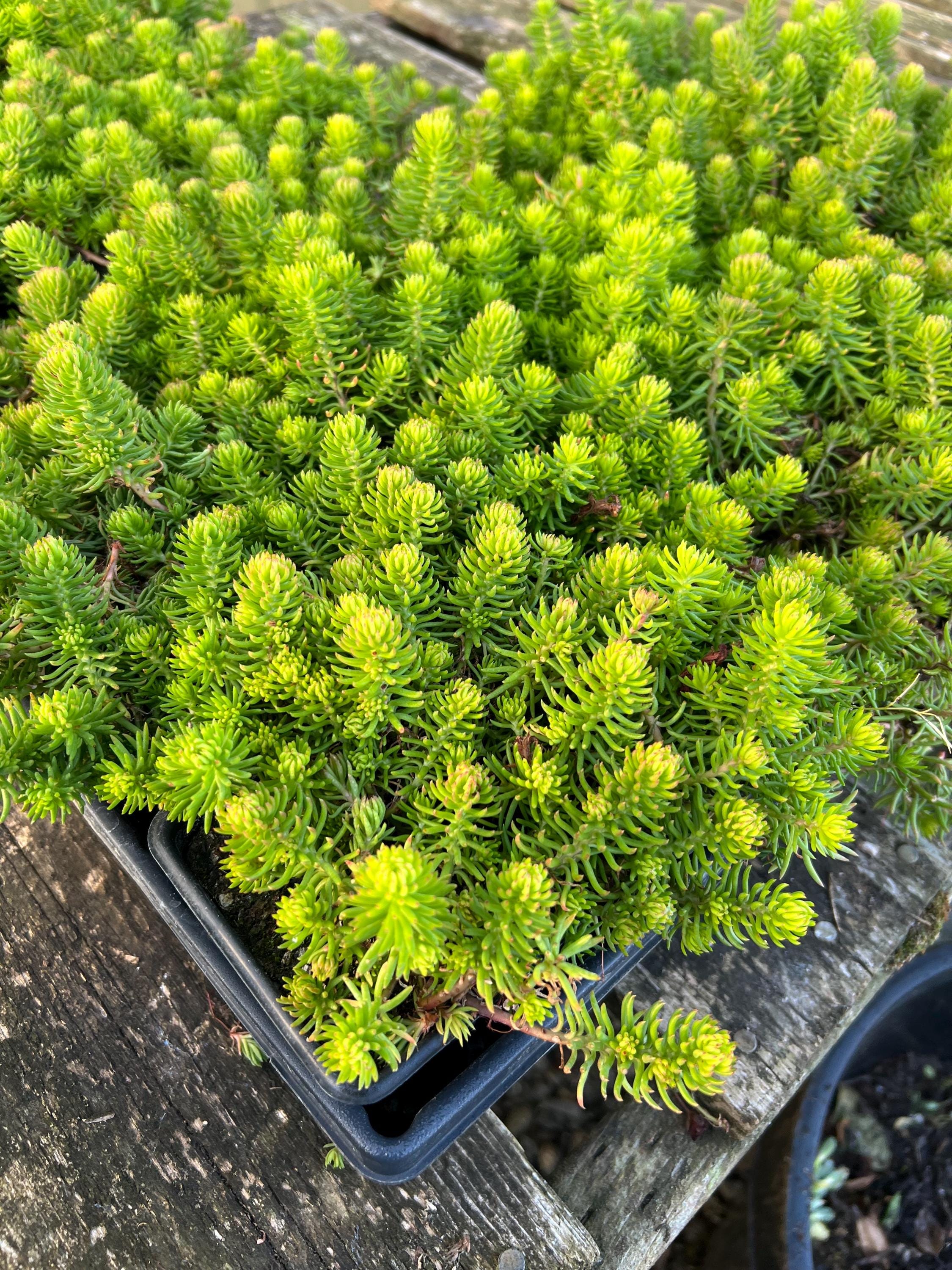 Sedum Reflexum 'angelina' | Golden Stonecrop Succulent, Evergreen