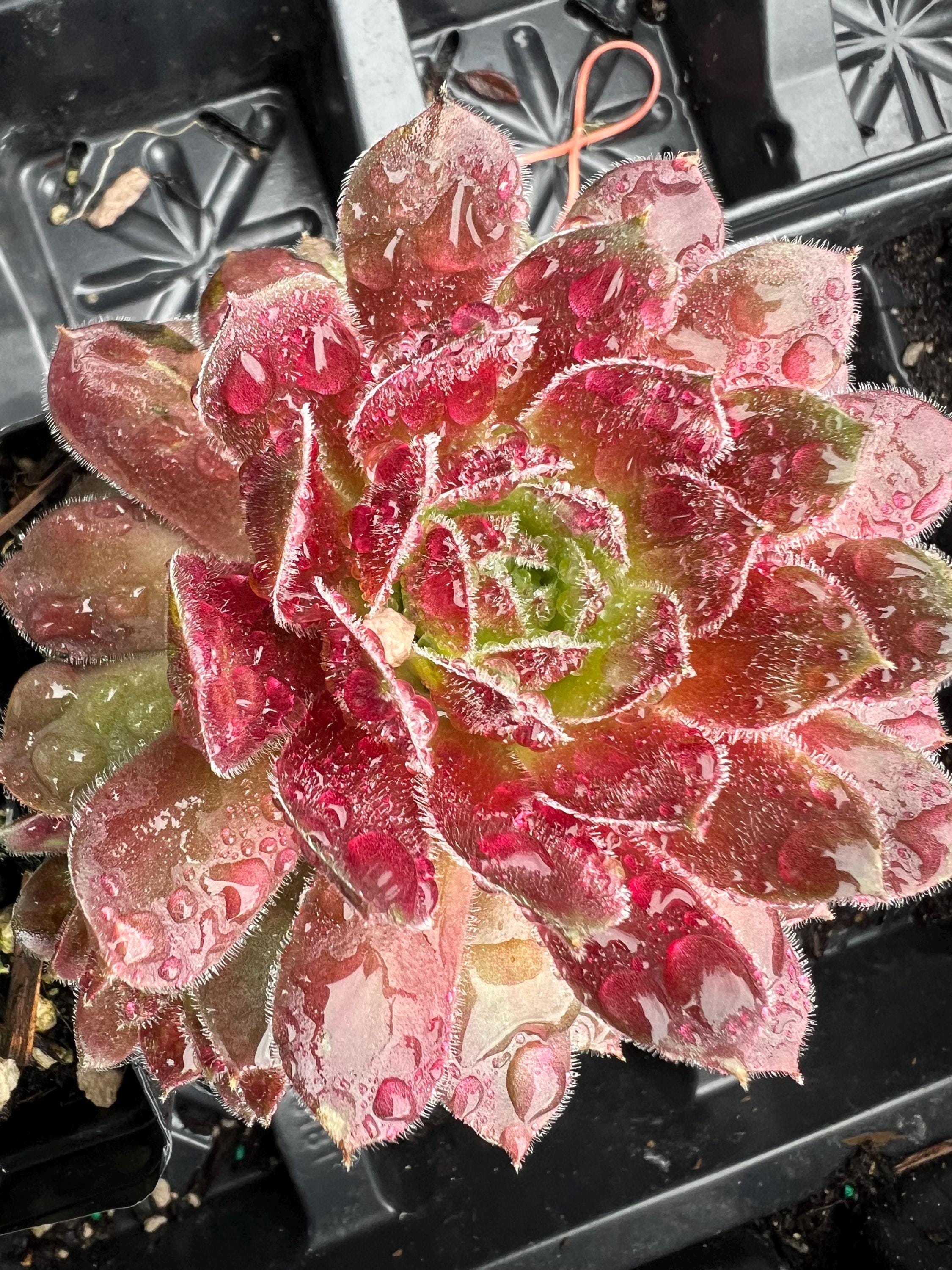 Sempervivum 'dea' | Color Changing Hens and Chicks Succulent - Etsy